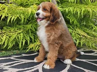 Sailor, a female Miniature Bernedoodle for sale in Boyden, IA – 7 of 9