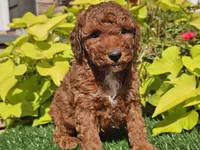 Phoenix , a male Poodle - Miniature  for sale in Boyden, IA – 9 of 10