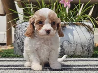 Taz, a male Cavapoo for sale in Boyden, IA – 8 of 10
