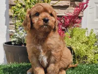 Gibson, a male Cavapoo for sale in Boyden, IA – 6 of 10