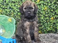 Forest , a male Whoodle for sale in Boyden, IA – 4 of 10