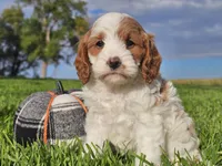 Jinx, a male Cavapoo for sale in Boyden, IA – 7 of 10