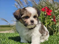 Emily, a female Shorkie for sale in Boyden, IA – 7 of 10