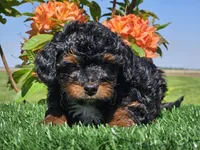 Jeska, a female Miniature Aussiedoodle for sale in Boyden, IA – 9 of 10