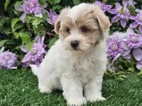 Cruz, a male Havapoo for sale in Boyden, IA – 3 of 10