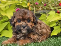 Nugget, a male Shihpoo for sale in Boyden, IA – 9 of 10