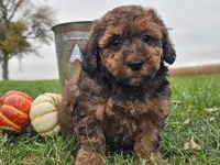 Benny, a male Havapoo for sale in Boyden, IA – 7 of 10