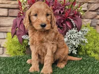 Wally, a male Goldendoodle for sale in Boyden, IA – 2 of 10