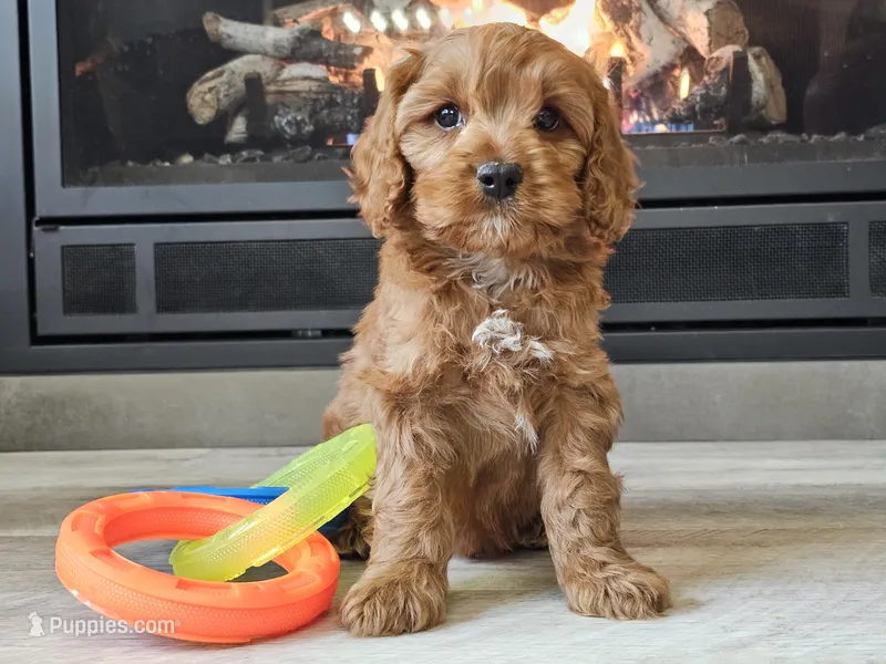 Maurice  – Cavapoo puppy for sale in Boyden, IA