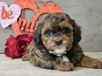 processed/b2c8a5ab-a85d-4975-92e4-a70215ce169d/listing/f45995da-3ba5-42fa-a8c7-be96046f3479/54825605-99e5-4ee6-b423-75e27accf969