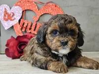 processed/b2c8a5ab-a85d-4975-92e4-a70215ce169d/listing/f45995da-3ba5-42fa-a8c7-be96046f3479/59754041-dc27-45b0-ba44-006d938dc192