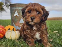Buster, a male Havapoo for sale in Boyden, IA – 8 of 10