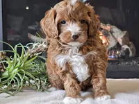 Kit, a male Cavapoo for sale in Boyden, IA – 10 of 10