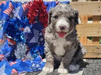 Keksi, a female Bernedoodle for sale in Boyden, IA – 4 of 10