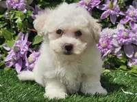Colby, a male Havapoo for sale in Boyden, IA – 5 of 10