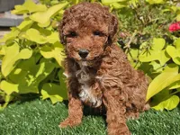 Peanut , a male Poodle - Miniature  for sale in Boyden, IA – 7 of 10