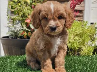 Gideon, a male Cavapoo for sale in Boyden, IA – 5 of 10