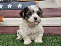 Kassia, a female Morkie for sale in Boyden, IA – 3 of 10