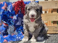 Keksi, a female Bernedoodle for sale in Boyden, IA – 5 of 10