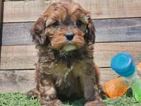 Gracelyn, a female Cavapoo for sale in Boyden, IA – Photo 7 of 10