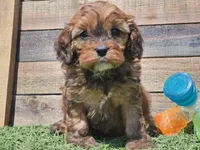 Gracelyn, a female Cavapoo for sale in Boyden, IA – Photo 5 of 10