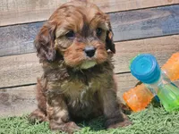Gracelyn, a female Cavapoo for sale in Boyden, IA – Photo 8 of 10
