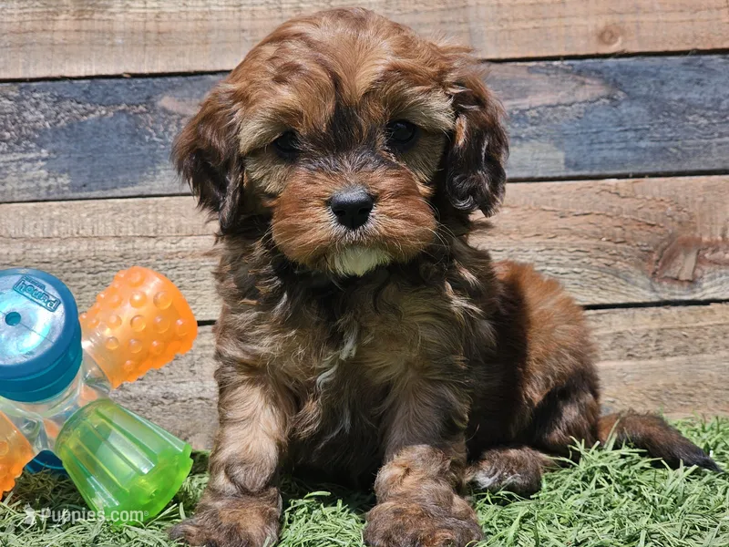 Gracelyn – Cavapoo puppy for sale in Boyden, IA