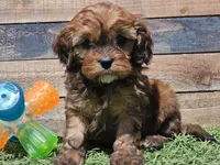 Gracelyn, a female Cavapoo for sale in Boyden, IA – Photo 1 of 10