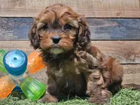 Gracelyn, a female Cavapoo for sale in Boyden, IA – Photo 10 of 10