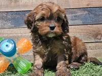 Gracelyn, a female Cavapoo for sale in Boyden, IA – Photo 2 of 10