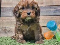 Gracelyn, a female Cavapoo for sale in Boyden, IA – Photo 4 of 10
