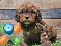 Gracelyn, a female Cavapoo for sale in Boyden, IA – Photo 9 of 10