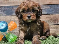 Gracelyn, a female Cavapoo for sale in Boyden, IA – Photo 6 of 10