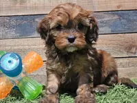 Gracelyn, a female Cavapoo for sale in Boyden, IA – Photo 3 of 10