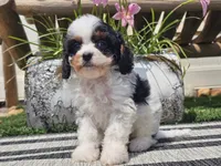 Truman, a male Cavapoo for sale in Boyden, IA – 7 of 10