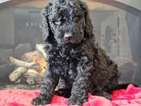 processed/b2c8a5ab-a85d-4975-92e4-a70215ce169d/listing/f6505c7d-74e7-410a-a398-45a0da201ab3/50848465-fd0e-44cc-95b0-02bb4c89b1f7