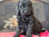 processed/b2c8a5ab-a85d-4975-92e4-a70215ce169d/listing/f6505c7d-74e7-410a-a398-45a0da201ab3/84390ed8-0334-4325-adcb-7f8414bd8bb1