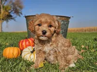 Buttercup , a female Havapoo for sale in Boyden, IA – 8 of 10