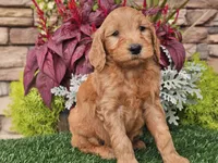 Wally, a male Goldendoodle for sale in Boyden, IA – 8 of 10