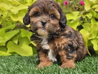 Nova, a female Shihpoo for sale in Boyden, IA – 10 of 10