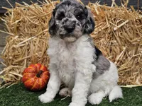 Snoopy, a male Goldendoodle for sale in Boyden, IA – 10 of 10