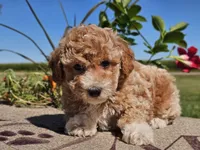 Isaac, a male Havapoo for sale in Boyden, IA – 8 of 10