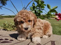 Isaac, a male Havapoo for sale in Boyden, IA – 3 of 10