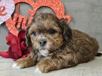 processed/b2c8a5ab-a85d-4975-92e4-a70215ce169d/listing/f75beb1d-9d93-46f9-a227-424bac450919/cc79e0b9-7bb0-4119-8a54-251db72cb4da