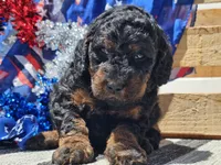 Kalla, a female Bernedoodle for sale in Boyden, IA – 6 of 10
