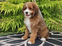 Sailor, a female Miniature Bernedoodle for sale in Boyden, IA – 6 of 9