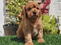 Gibson, a male Cavapoo for sale in Boyden, IA – 8 of 10