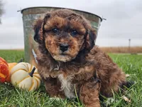 Banjo, a male Havapoo for sale in Boyden, IA – 5 of 10