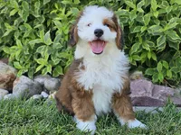 Sonic, a male Miniature Bernedoodle for sale in Boyden, IA – 2 of 10