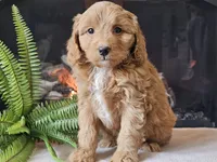 Hetti, a female Miniature Aussiedoodle for sale in Boyden, IA – 3 of 10